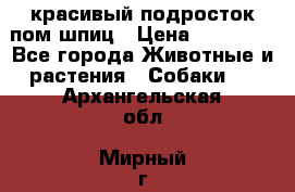 красивый подросток пом шпиц › Цена ­ 30 000 - Все города Животные и растения » Собаки   . Архангельская обл.,Мирный г.